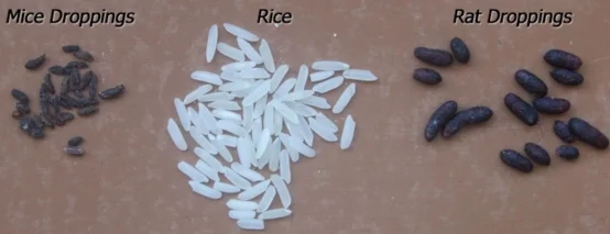 Rat v mouse droppings deals